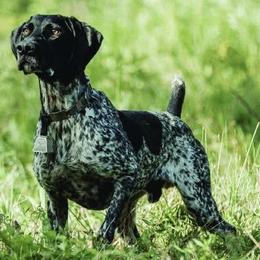 German Shorthaired Pointers from Pine Barrens GSPs