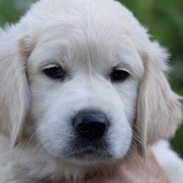 Golden Retrievers from East Bay Golden Retrievers