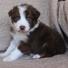Ruffles - Red tri-color male Australian Shepherd puppy in Laurel, Mississippi from Reeves Australian Shepherds