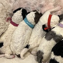 Turquoise collar boy - male Newfypoo puppy in Fairfield, California from Twin Sisters Doodles