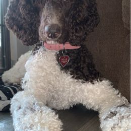 Goldendoodles from Mariah's Goldendoodles