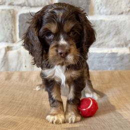 Halo Spartans - Trooper Ava - Yellow - Brown white and tan female Cocker Spaniel puppy in Inman, South Carolina from Dees Cockers, LLC