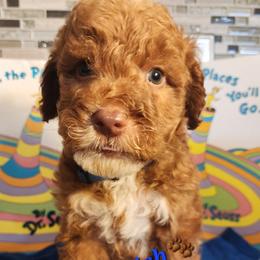Blue fish- Dr Suess litter - Red male Labradoodle puppy in Phelan, California from Family Doodles