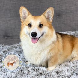 Hank - Pembroke Welsh Corgi