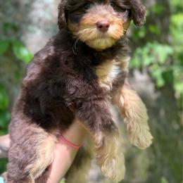 Indy - Phantom female Bernedoodle puppy in Thornville, Ohio from Four Front Doodles & Friends