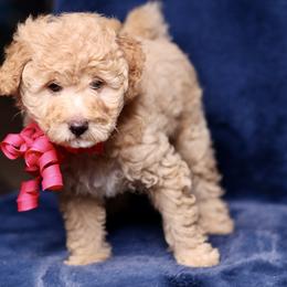 India - Apricot female Goldendoodle puppy in Forney, Texas from Diamond Doodle Pups and Poodles