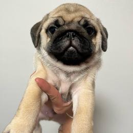 Bacchus - Fawn male Pug puppy in Glendale, Oregon from Azalea Pugs