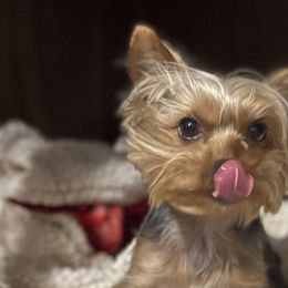 Yorkshire Terriers from Loyal Yorkies