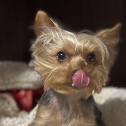 Yorkshire Terriers from Loyal Yorkies