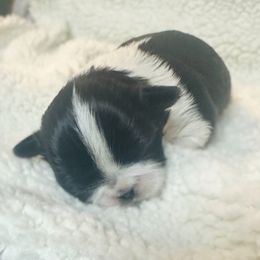Boxer and Shih Tzu Puppies from Victorio Boxers & Shih-Tzu's