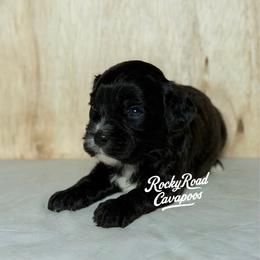 Froggy - Black male Cavapoo puppy in Nashville, Arkansas from Rocky Road Puppies