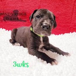 Great Dane Puppies from Windy Ridge Danes
