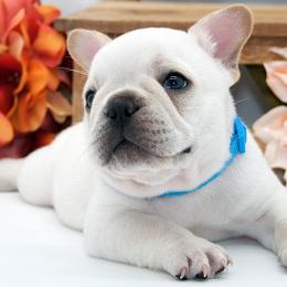 Ripp - Cream male French Bulldog puppy in West Plains, Missouri from Must Be Frenchies & Crown Of Curls Bolonka