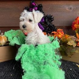 Brie - White female Miniature Schnauzer puppy in Ferndale, Washington from Blackhorse Schnauzers Washington state