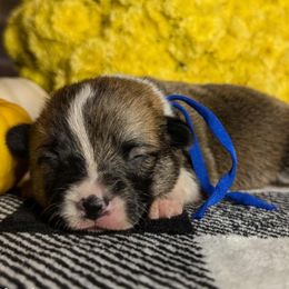 Blue Female - Sable female Pembroke Welsh Corgi puppy in Mcarthur, Ohio from Bentley Corgis LLC