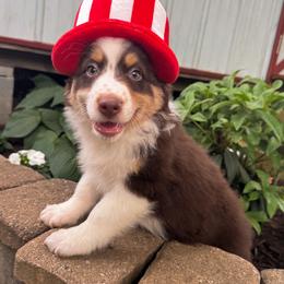AKC Bean (Natural Tail) - Red tri-color male Australian Shepherd puppy in Jonesborough, Tennessee from 5AFarms