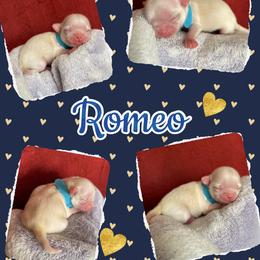 Romeo - Cream male Chihuahua puppy in Kannapolis, North Carolina from East Coast Bull Terriers N Chihuahuas