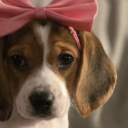 Beagles from Tracker sky beagles