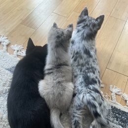 Pomsky Puppies from Ocean State Pomskies