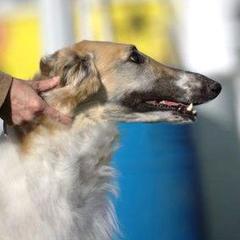 Lucy - Borzoi