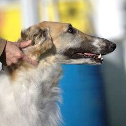 Lucy - Borzoi