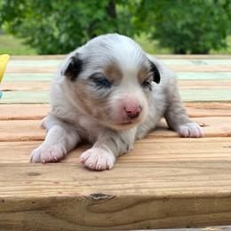 Girl 3 - Blue merle female Miniature Australian Shepherd puppy in Doddridge, Arkansas from Huddleston Farm