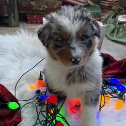 Boy 1 - Blue merle male Australian Shepherd puppy in Rochester, Massachusetts from Clover Creek Aussies