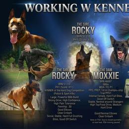 Belgian Malinois puppies from Working W Kennels