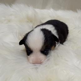 Coco - Black and tan female Pembroke Welsh Corgi puppy in El Dorado Springs, Missouri from Trixie Dixie
