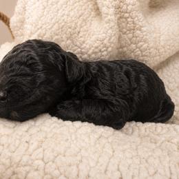 Male 1 - Black male Poodle puppy in Bremen, Georgia from Kelley’s Poodle Patch