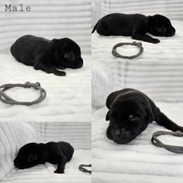 Grey Collar - Male - Black male Labrador Retriever puppy in Boyd, Minnesota from Lindley Labradors