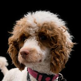 Firefly - Poodle