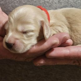 Red Collar Male - Cream male Dachshund puppy in Trade, Tennessee from TN Miniature Dachshunds & Basset Hounds