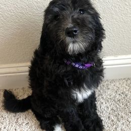 Labradoodle Puppies from Sweet Tea Labradoodles