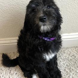 Labradoodle Puppies from Sweet Tea Labradoodles