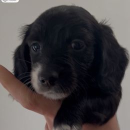 Girl 1 - Black female Dachshund puppy in Midlothian, Virginia from RVA Dachshunds
