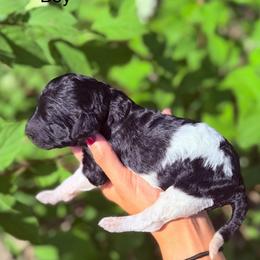 Rain - Parti male Goldendoodle puppy in Jasper, Georgia from Harrington Doodles & Poodles