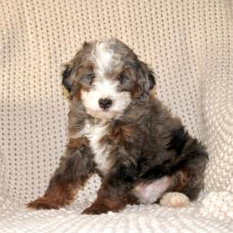 Finley - Blue merle male Bernedoodle puppy in Apple Creek, Ohio from Kathryn Troyer