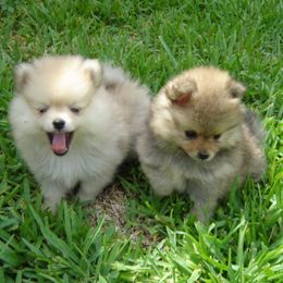 Pomeranians from Santiago Poms