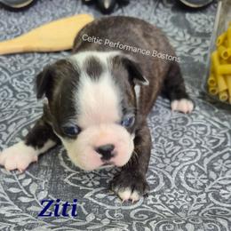 Ziti - Black brindle and white male Boston Terrier puppy in Griffin, Georgia from Celtic Performance Bostons