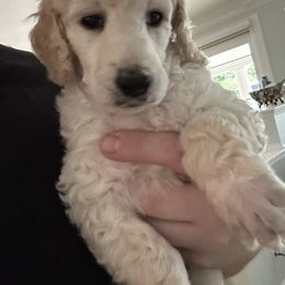 Chinese Crested and Poodle Puppies from Mindy Dobrow's Chinese Crested Puppies and standard poodles