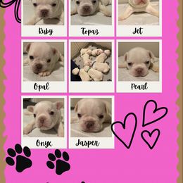 French Bulldog Puppies from Linda Demastus