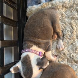 Blue Girl, purple collar - Blue female Boston Terrier puppy in Mc Donough, Georgia from Ballard Boston Terriers
