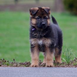 German Shepherd Puppies from Drache Feld