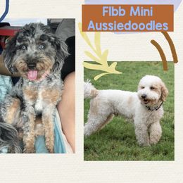 Aussiedoodle puppies from Toledo Creek Doodles