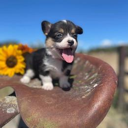 Pembroke Welsh Corgi Puppies from Top-Notch Paws