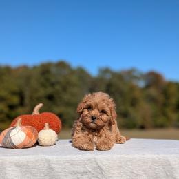 Benny - Red male Cavapoo puppy in Mc Ewen, Tennessee from Spencer's "lil" Cavapoos & Bernedoodles
