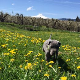 Great Dane Puppies from Blue Envy Great Danes
