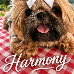 Harmony - Shih Tzu