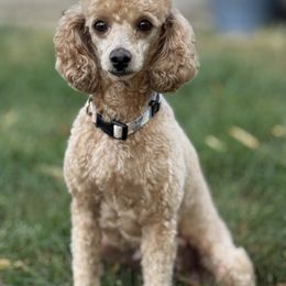 Ember - Poodle
